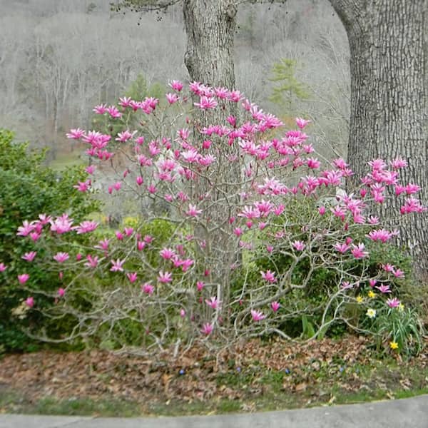 #5 Pot Pink Flowering Jane Japanese Magnolia Tree