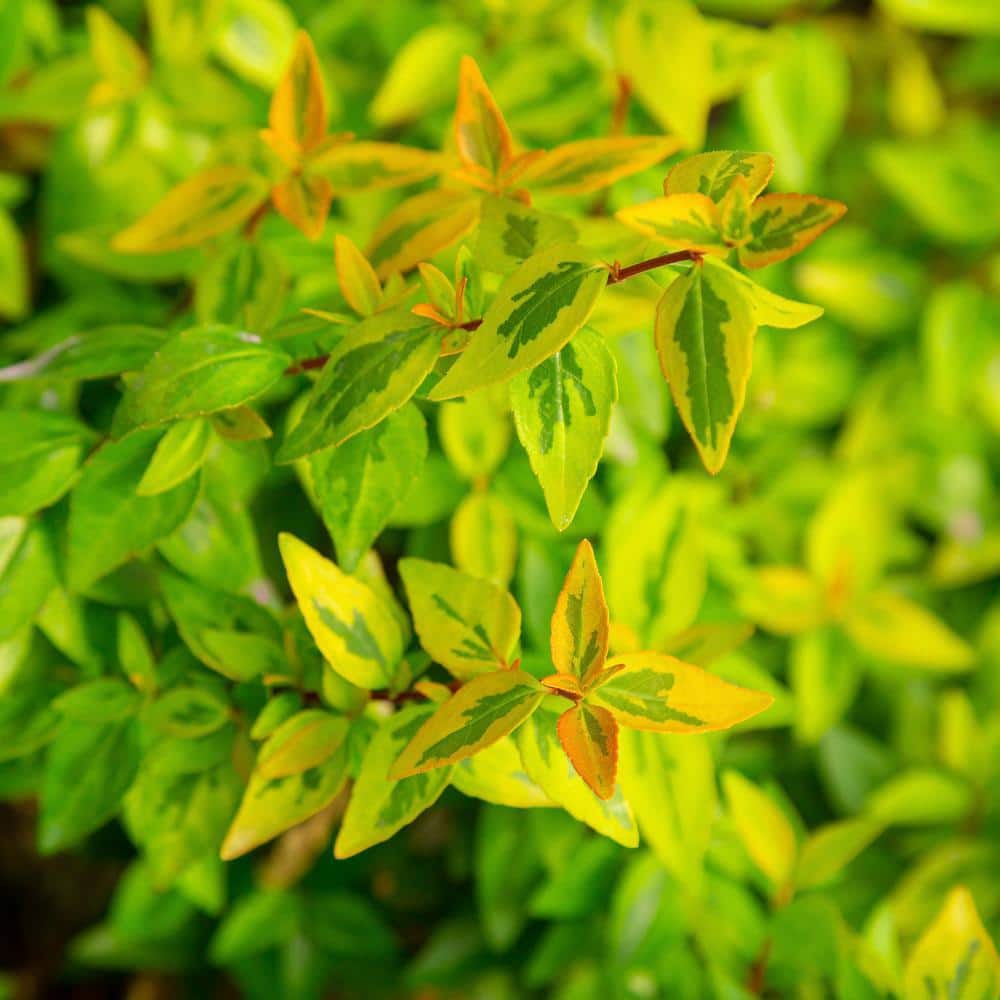 Southern Living Kaleidoscope Abelia 2-Gallon Evergreen Shrub