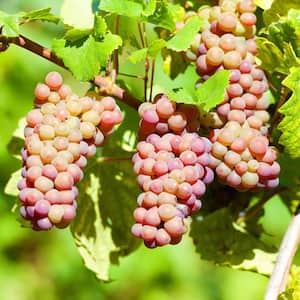 Premium Grafted Bareroot Grape Vine Pinot Gris 1-Plant