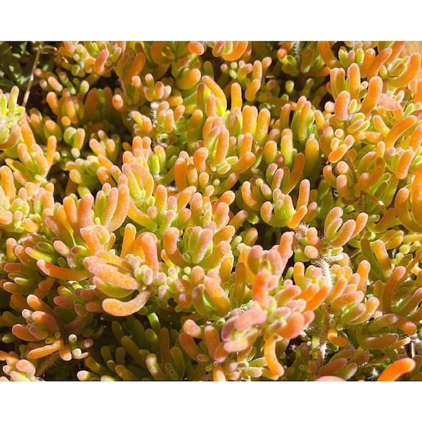 Dicrocaulon Ramulosum (Bagged Groundcover) Plant-Drought Resistant Creeping  Succulent for Full Sun Planter-38 - The Home Depot