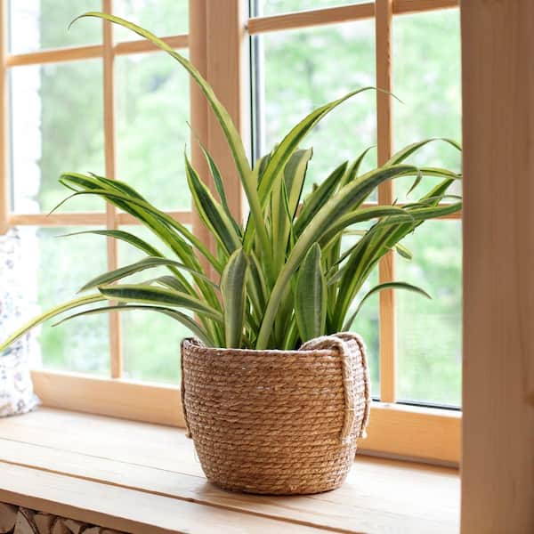 national PLANT NETWORK 10 in. Lauren Snake Plant HD2566 - The Home Depot