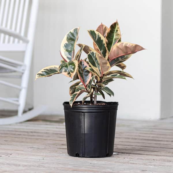 succulents nursery near me 6 Succulent Varieties in 2" Planters  Evergreen Farm
