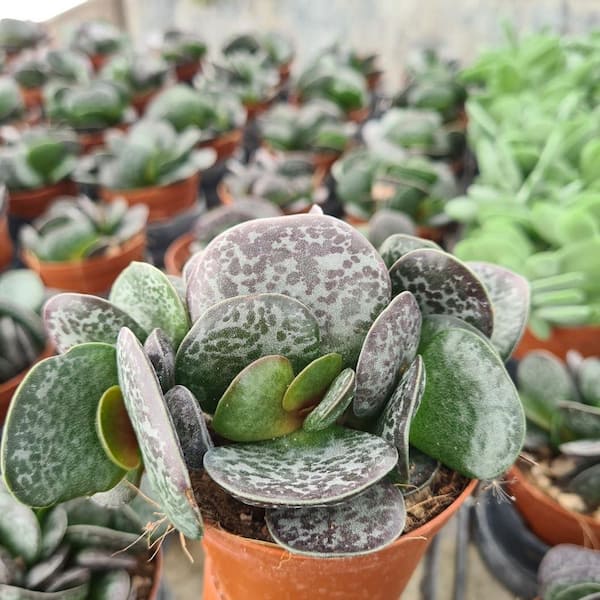 Wekiva Foliage Calico Hearts-4 Live Starter Plants in 2 in. Pots-Adromischus Maculatus-Drought Tolerant Succulent Houseplant