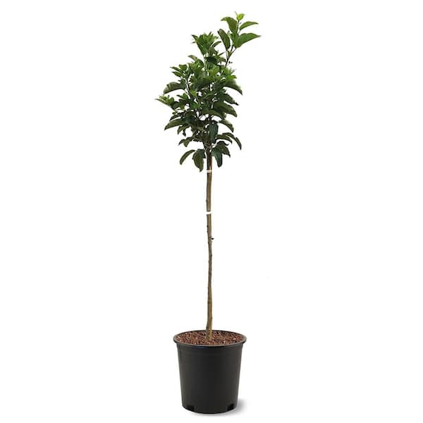 Unbranded 5 Gal. Cameo Apple Tree