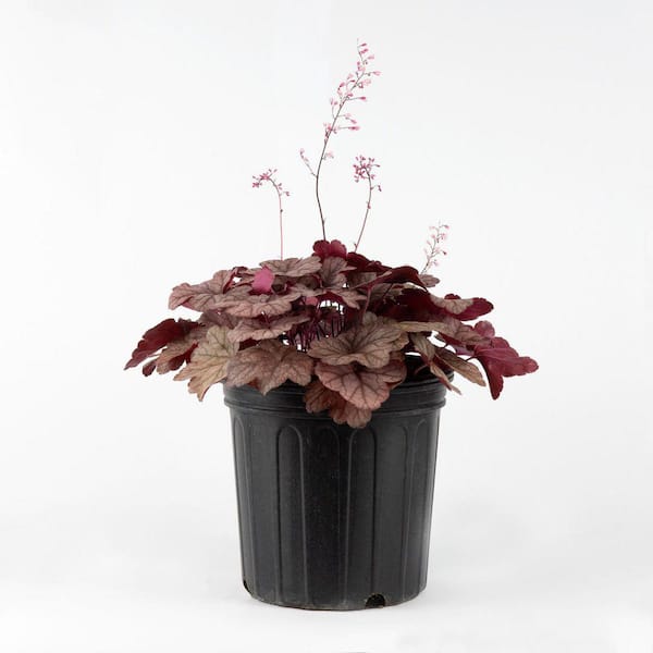 Unbranded 2 Gal. Raspberry Sea Coral Bells (Heuchera), Live Perennial Plant, Raspberry Foliage