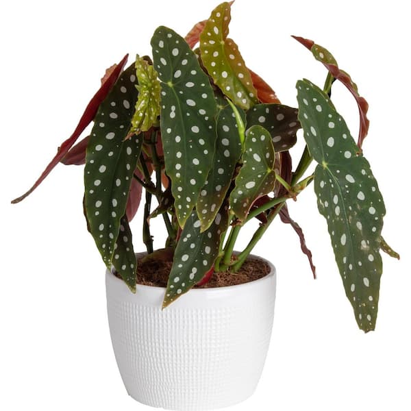 Costa Farms 6 in. Trending Tropicals Begonia Maculata Plant in White Decor Pot