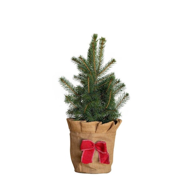 FLOWERWOOD 2.5 qt. Holiday Baby Blue Colorado Spruce Living Christmas ...