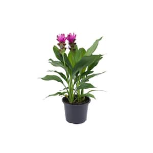 2.5 QT. Curcuma Tulip Outdoor Plant in Grower Pot