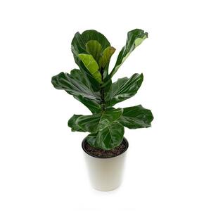 1.9 Gal. Ficus Lyrata Plant in 9.25 In. Designer Pot
