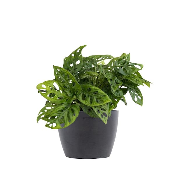 United Nursery Monstera adansonii Swiss Cheese Vine Live Plant in 6 inch Premium Sustainable Ecopots Grey Pot