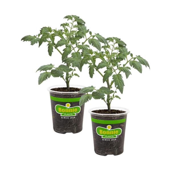 Bonnie Plants 19 oz. Goliath Tomato Bush Plant (2-Pack)