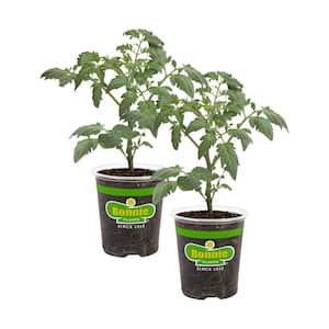 19 oz. Goliath Tomato Bush Plant (2-Pack)