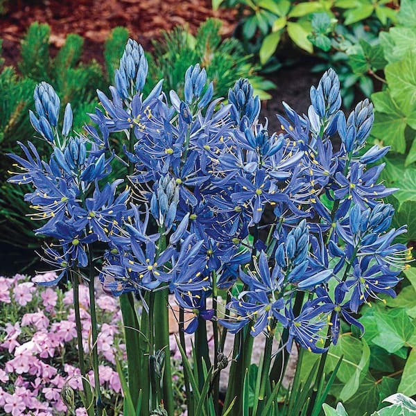 DIRECT GARDENING Camassia Quamash Blue Spring Flowering Dormant Bulbs  (25-Pack) 70111 - The Home Depot