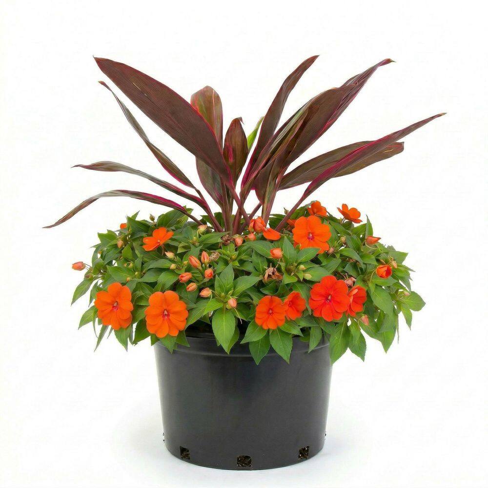 18 in. Cordyline and SunPatiens Annual Planter price history on PriceWatchPro