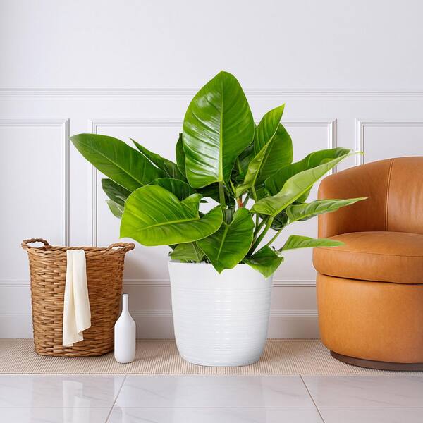 Vigoro 12 in. Vigoro Philodendron Green Congo Plant in White Decor Pot  VPGC12HAV - The Home Depot