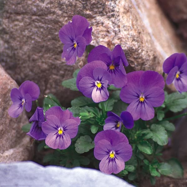 Unbranded 1 Gal. Blue and Purple Viola Plant