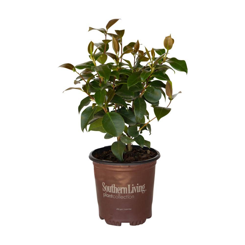Early Wonder Camellia Bush with Pink Blooms in 2.5 Quart Pot