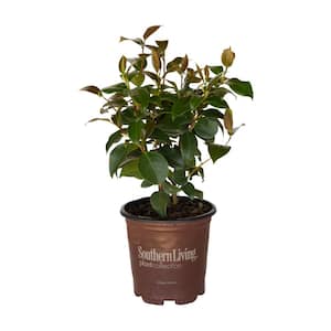 2.5 qt. Early Wonder Camellia Shrub with Formal Pink Double Blooms