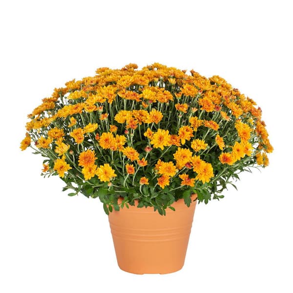 8.5 In. 1 Gal. Mum Chrysanthemum Annual Plant in Decorative Planter with Orange Flowers.