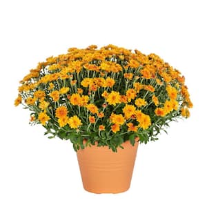 1 Gal. Orange Mum Chrysanthemum Winchester Planter Perennial Plant (1-Pack)