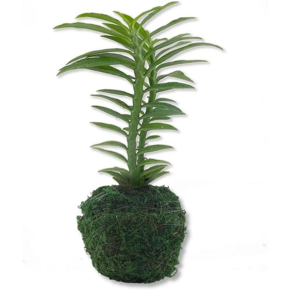Wekiva Foliage Devils Backbone Plant in Moss Planter-Live Starter Plant in  a 4 Inch Decorative Pot-Pedilanthus Tithymaloides-Moss DevilBack4x1 - The  Home Depot