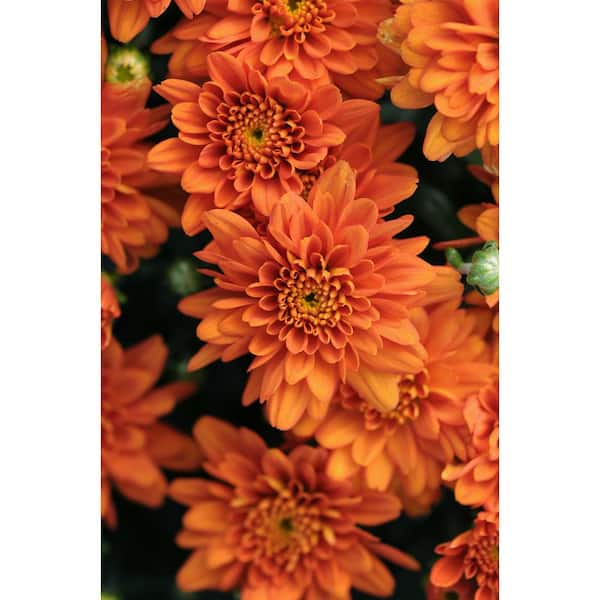 Summer Mums floral orange, white and yellow large decorative