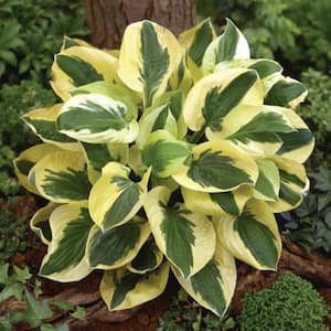 Brim Cup Variegated Hosta Dormant Bare Root Perennial Starter Plants (3-Pack)