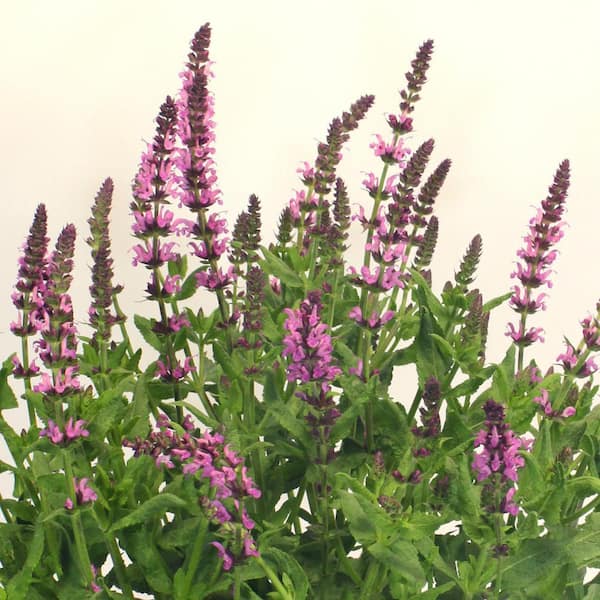 2 Qt. Salvia Apex Pink Perennial Plant (3-Pack)