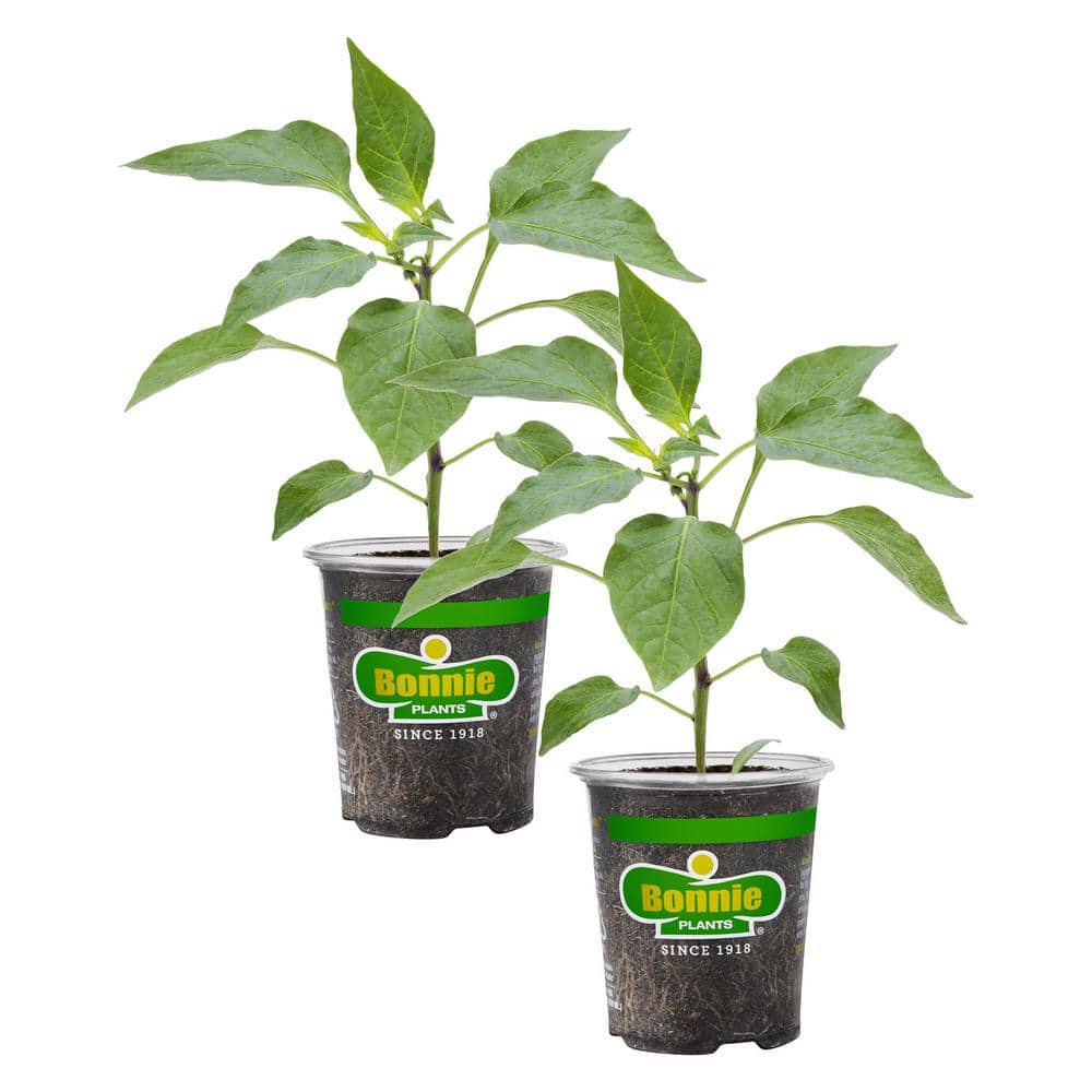 19 oz. Sweet Banana Pepper Plant (2-Pack)