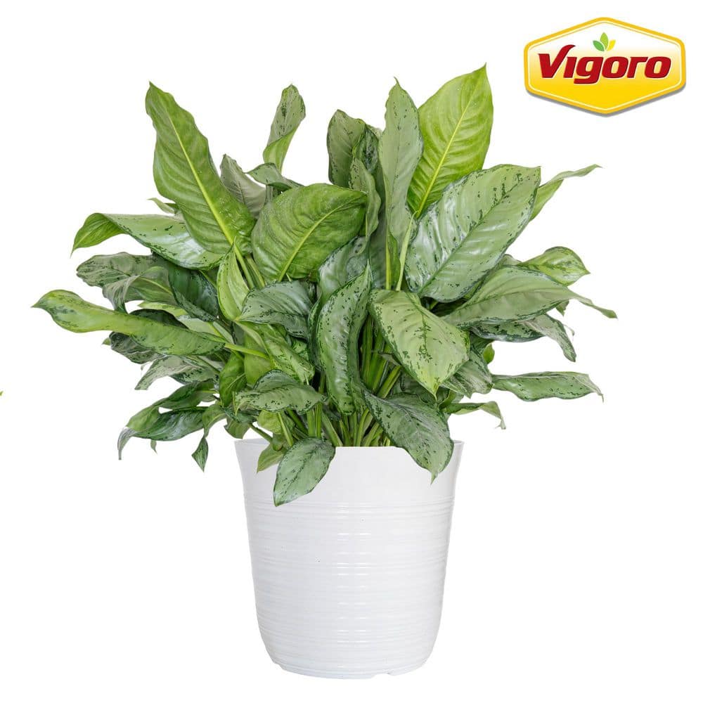 Vigoro 12 in. Vigoro Aglaonema BJ Freeman Plant in White Decor Pot  VABJ12HAV - The Home Depot
