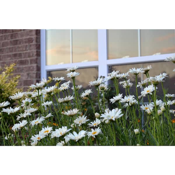 1 Gal. Snowcap Shasta Daisy Shrub With Massive White Flowers and Yellow Centers