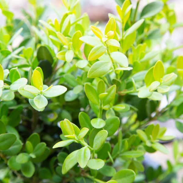 2.5 qt. Green Velvet Boxwood Shrub (Buxus) with Cold-Hardy and Deer-Resistant Leaves