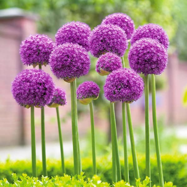 18cm, Purple Gladiator Allium Flower Bulbs (Bag of 30)
