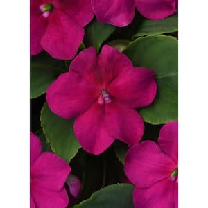 4.5 in. Beacon Violet Shades Impatiens Outdoor Annual Plant with Purple Flowers