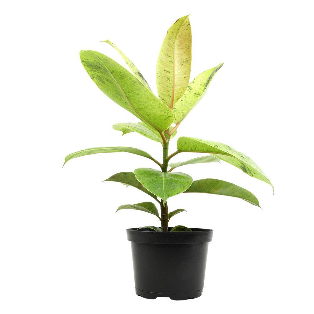 Shivereana Variegated Rubber Plant in Black Plastic Pot