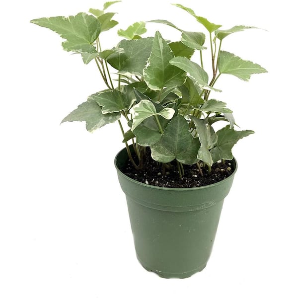 Wekiva Foliage Variegated English Ivy-Live Plant in a 4 in. Pot-Hedera Helix-Easy Care Indoor Air Purifying Houseplant Vine