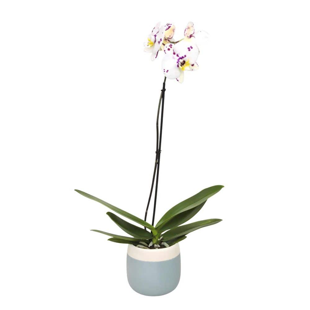 ALTMAN PLANTS 5in Premium Spotted Live Orchid (Phalaenopsis) in