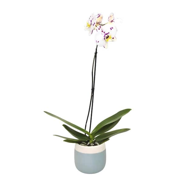 Premium Spotted Live Orchid Plant (Phalaenopsis) in 5" Blue & White Orchid Pot, Approx 22" Tall, Pet Friendly Houseplant