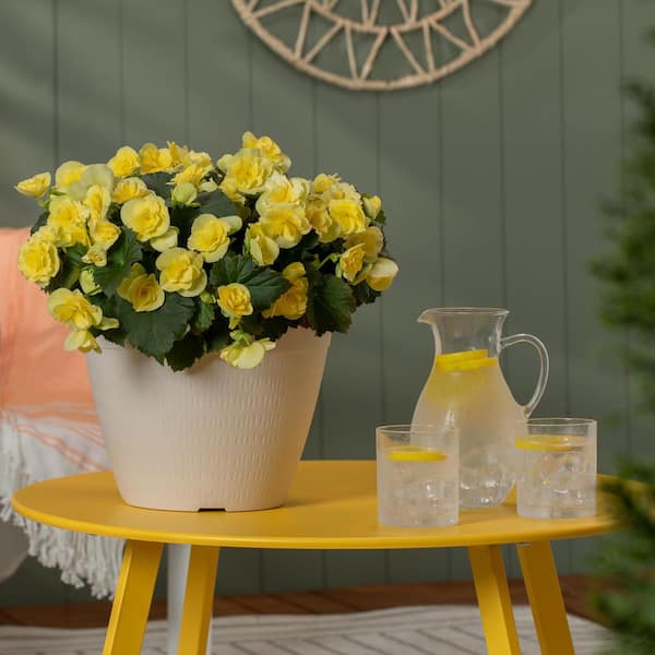 Vigoro 2 qt. Begonia Solenia Yellow Annual Plant 1005991404 - The