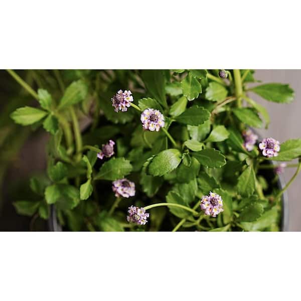 Unbranded Turkey Tangle Frogfruit Plant in Pots, Spreading Live Succulents Pet-safe (3-Pack)