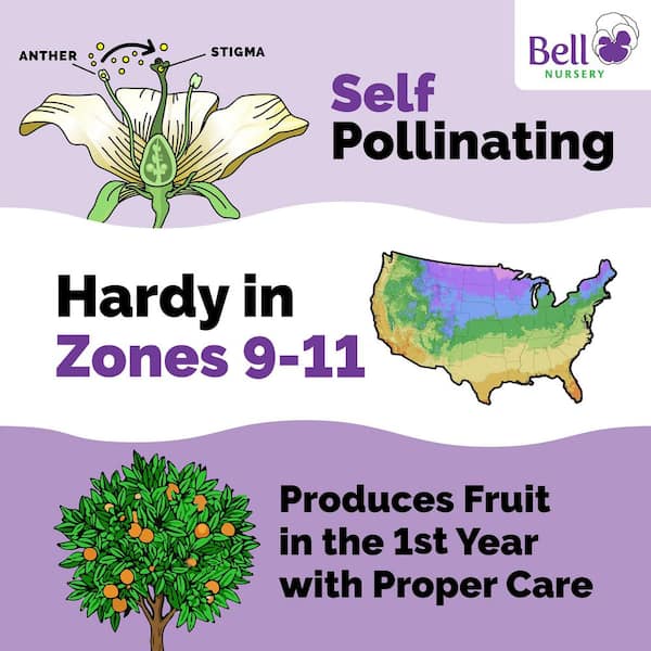 3 Gal. 'Chicago Hardy' Fig (Ficus Carica) Live Fruit-Bearing Tree Plant with Light Purple Fruit, Pink Centers (1-Pack)