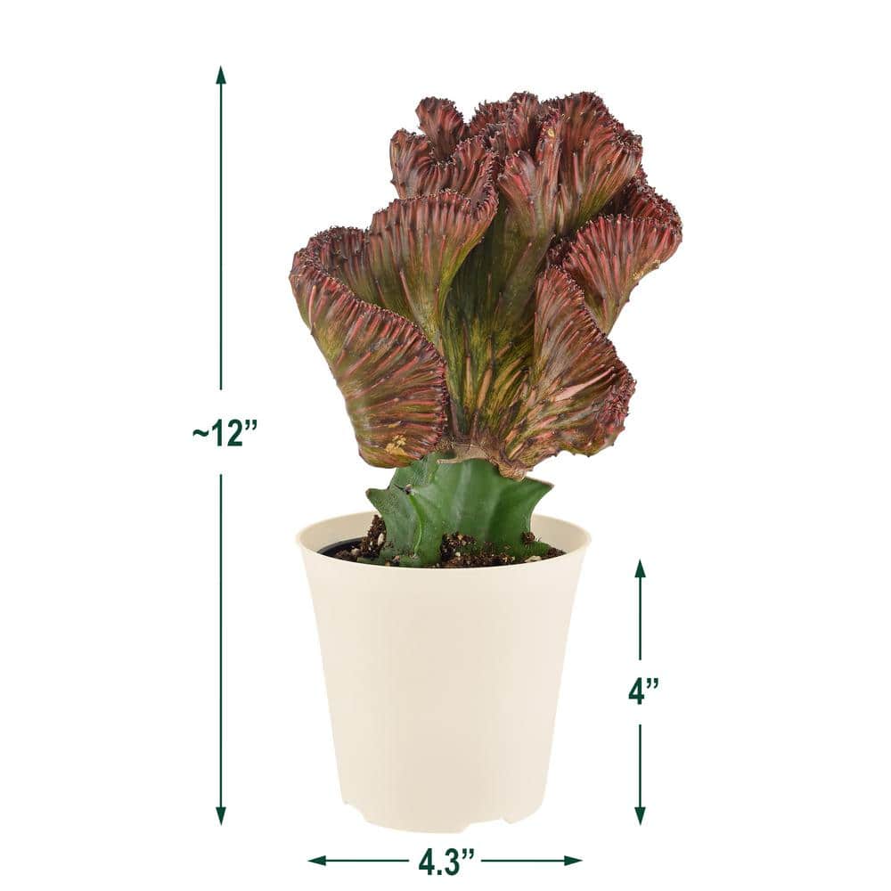Red Mermaid Tail Coral Cactus in White Pot, 4 Inches