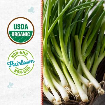 Back to the Roots Organic Evergreen Bunching Onion Seed (1-Pack) 46047
