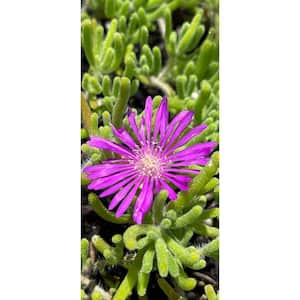 Pink Ice Plant Spreading Plant (3-Pack)