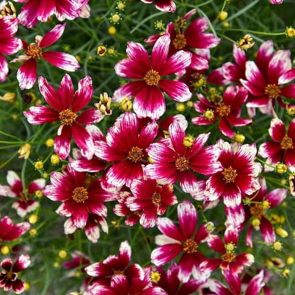 0.65 Gal. Designer Threads 'Heartstrings' Threadleaf Coreopsis (Coreopsis verticillata) Live Plant with Red Flowers