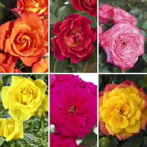 2.5 in. Miniature Rose Collection (6-Pack)