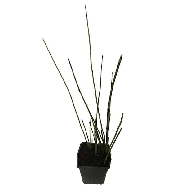 SMART PLANET 2.5 QT. Hyemale Horsetails Ornamental Grass