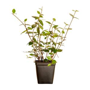 Asiatic Jasmine 3-1/4 in. Pots (18-Pack) - Live Groundcover Plant