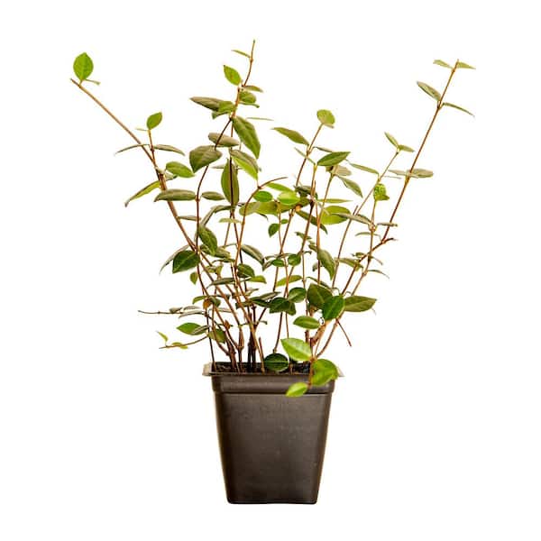 Asiatic Jasmine 3 1/4 in. Pots (54-Pack) - Live Groundcover Plant