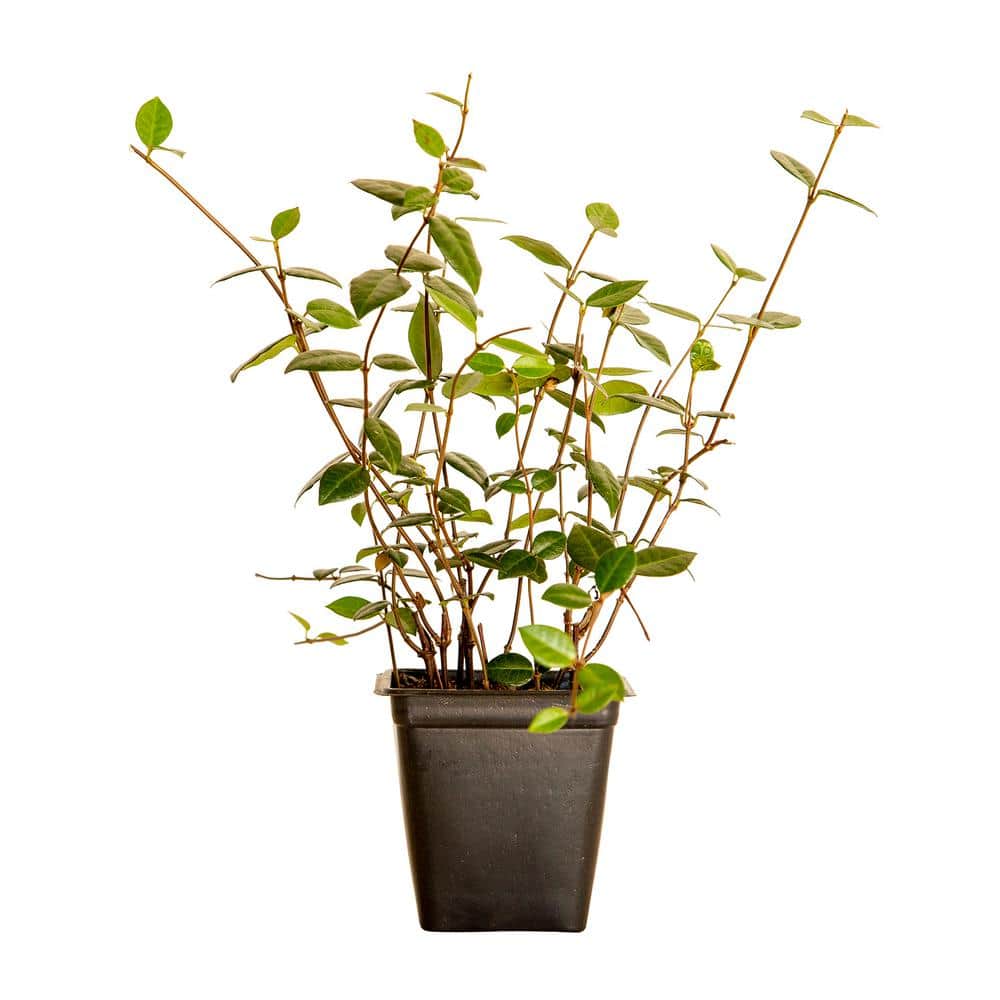 FLOWERWOOD Asiatic Jasmine 3-1/4 in. Pots (18-Pack) - Live